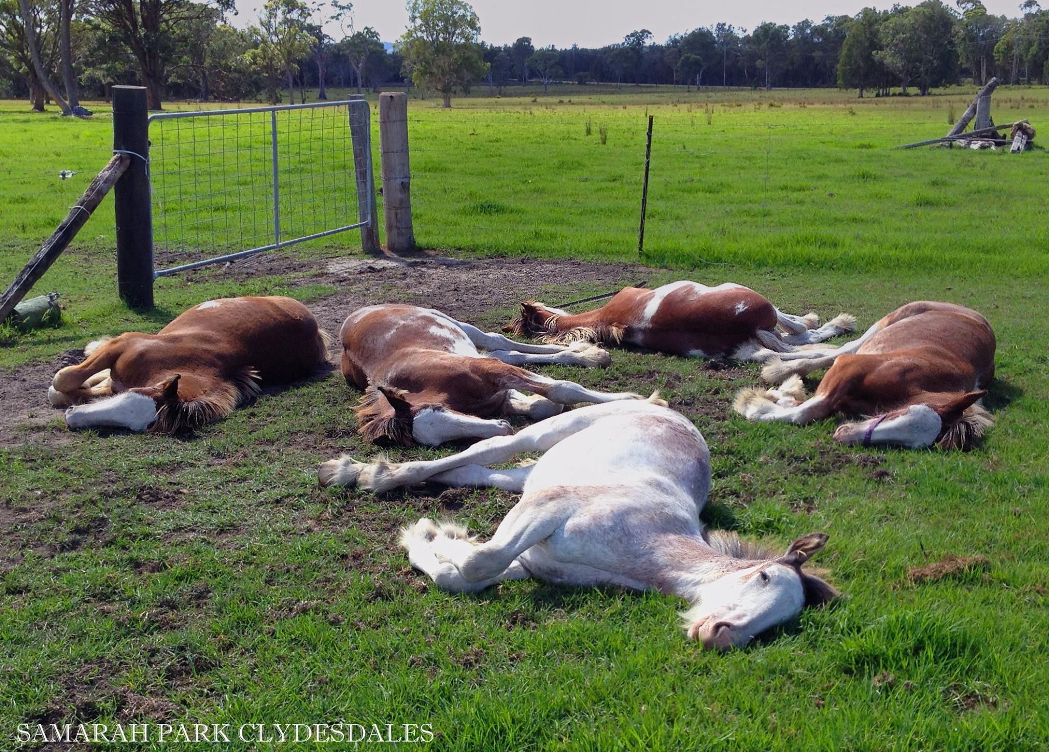 Zzzzzzzzzzzzzz @Samarah Park Clydesdale Stud, New South Wales, Australia